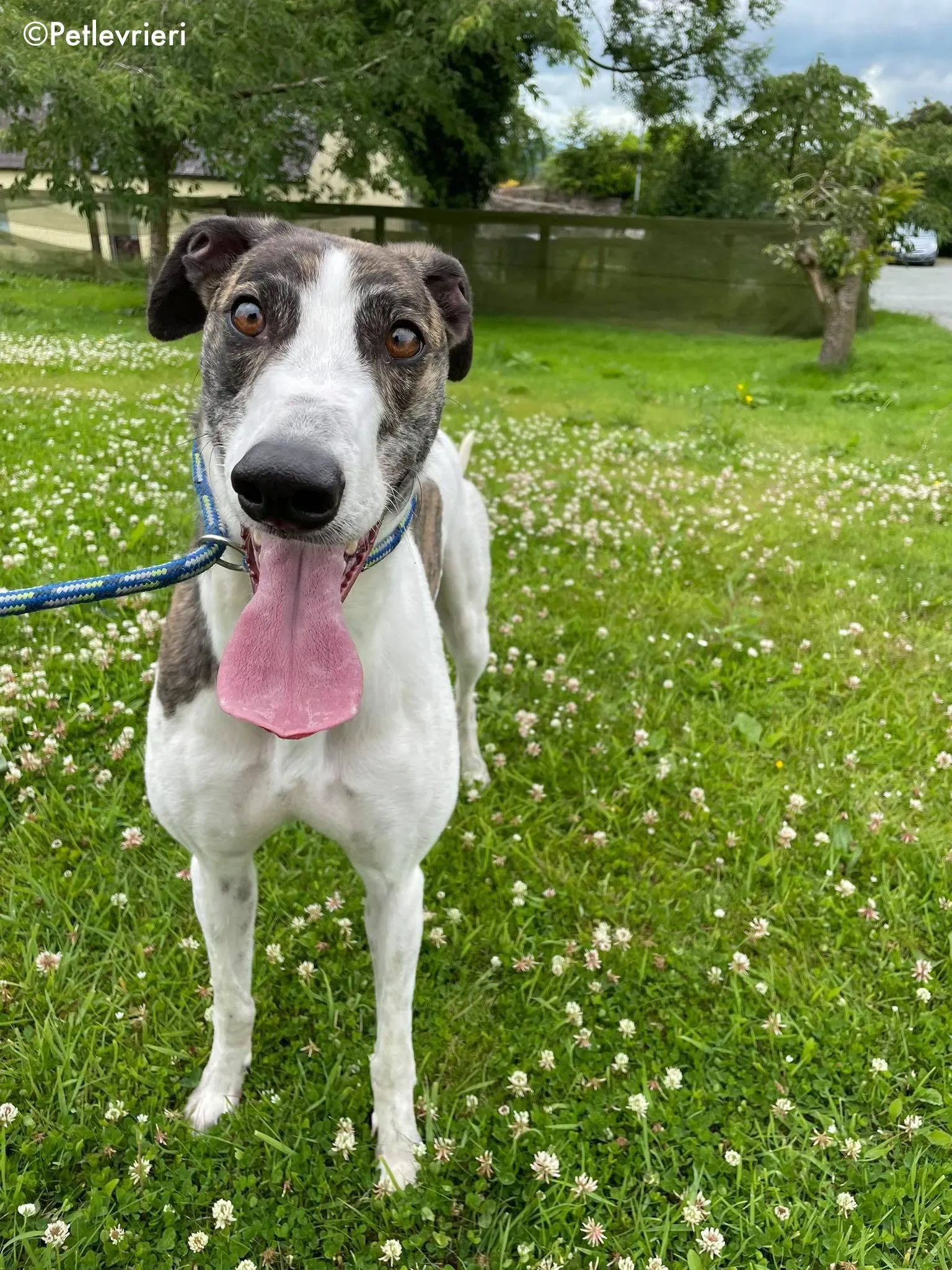 callie adozione levrieri greyhound 17