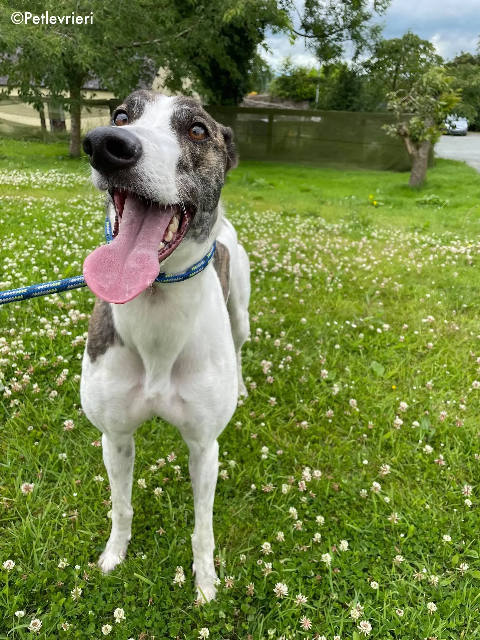 callie adozione levrieri greyhound 18