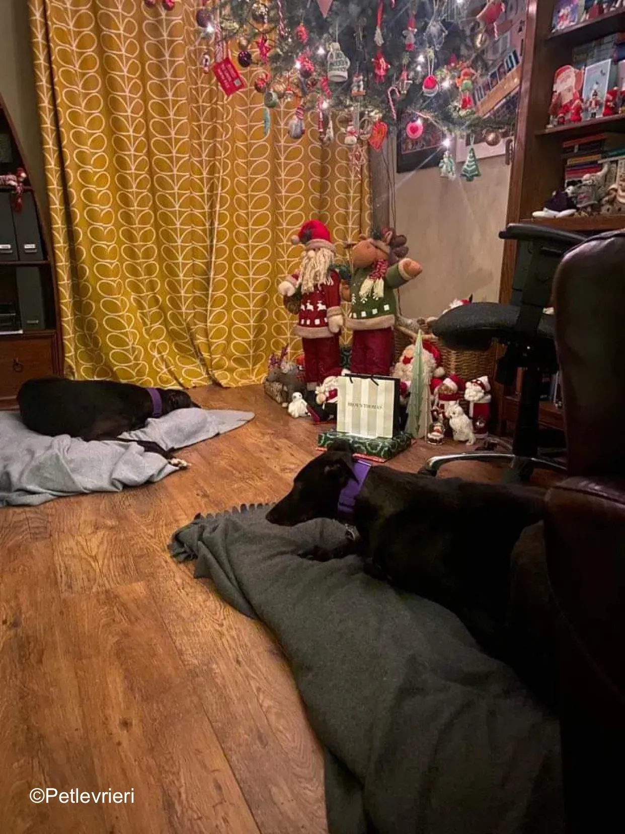 callie adozione levrieri greyhound 11