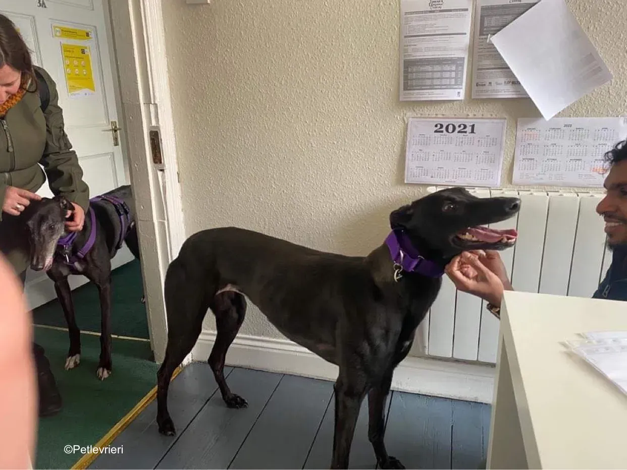 callie adozione levrieri greyhound 12