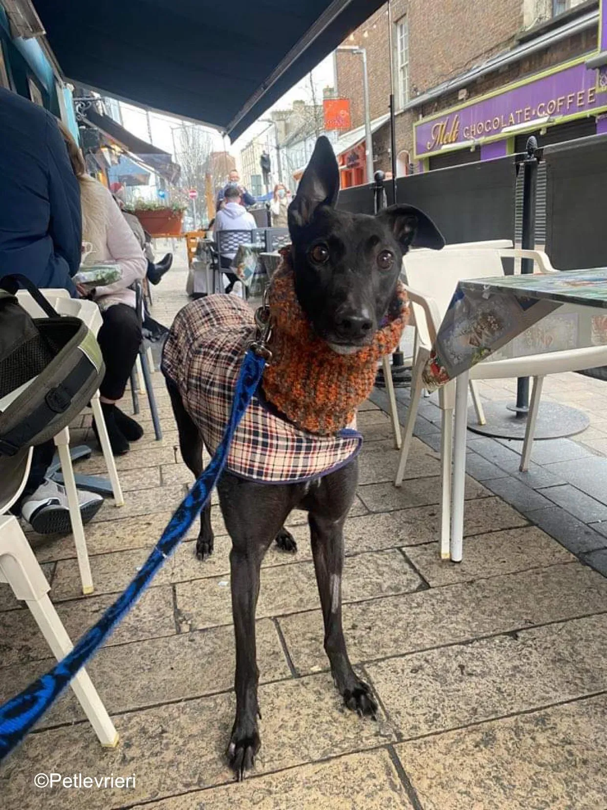 callie adozione levrieri greyhound 13