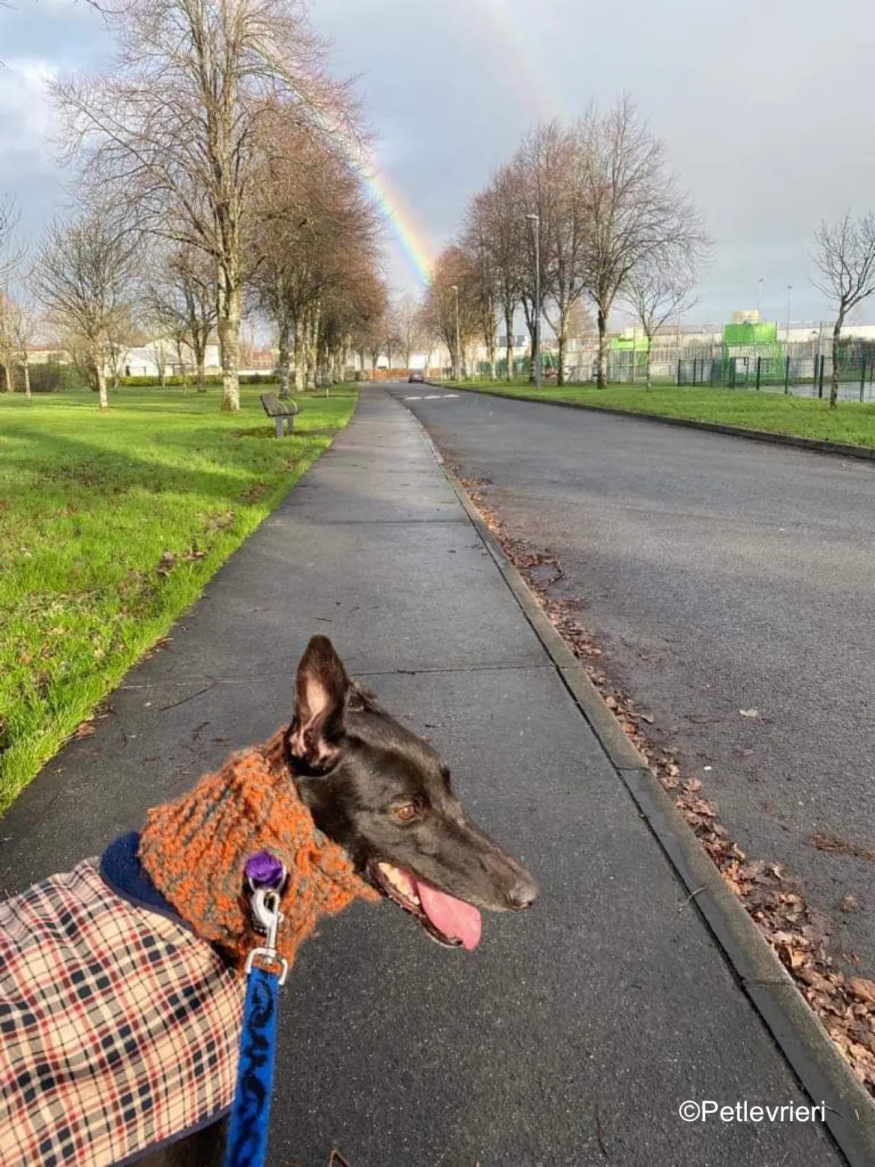 callie adozione levrieri greyhound 15