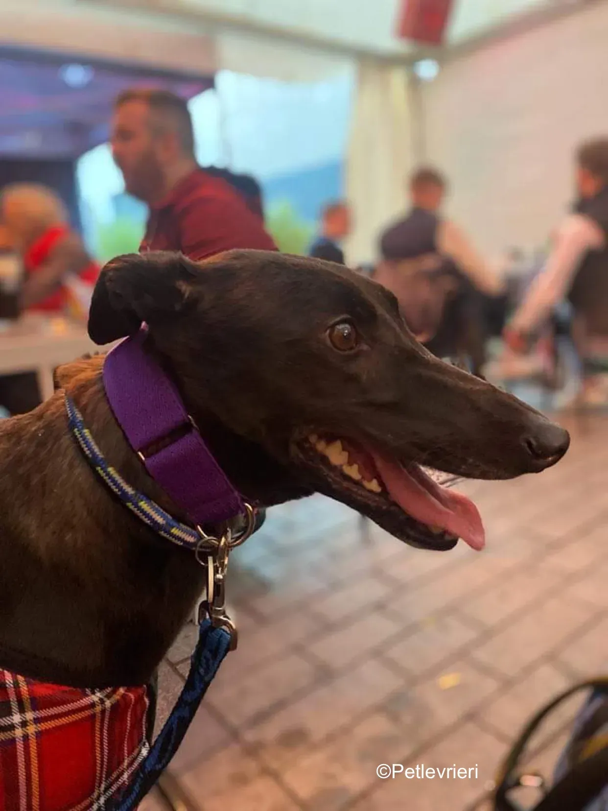 callie adozione levrieri greyhound 16