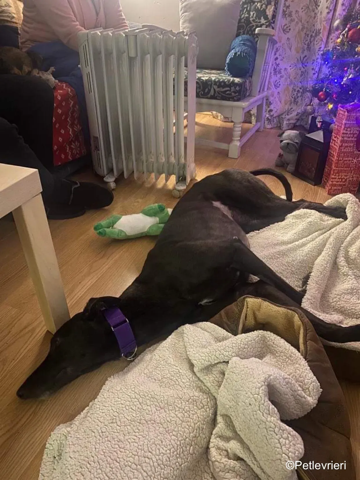 callie adozione levrieri greyhound 17