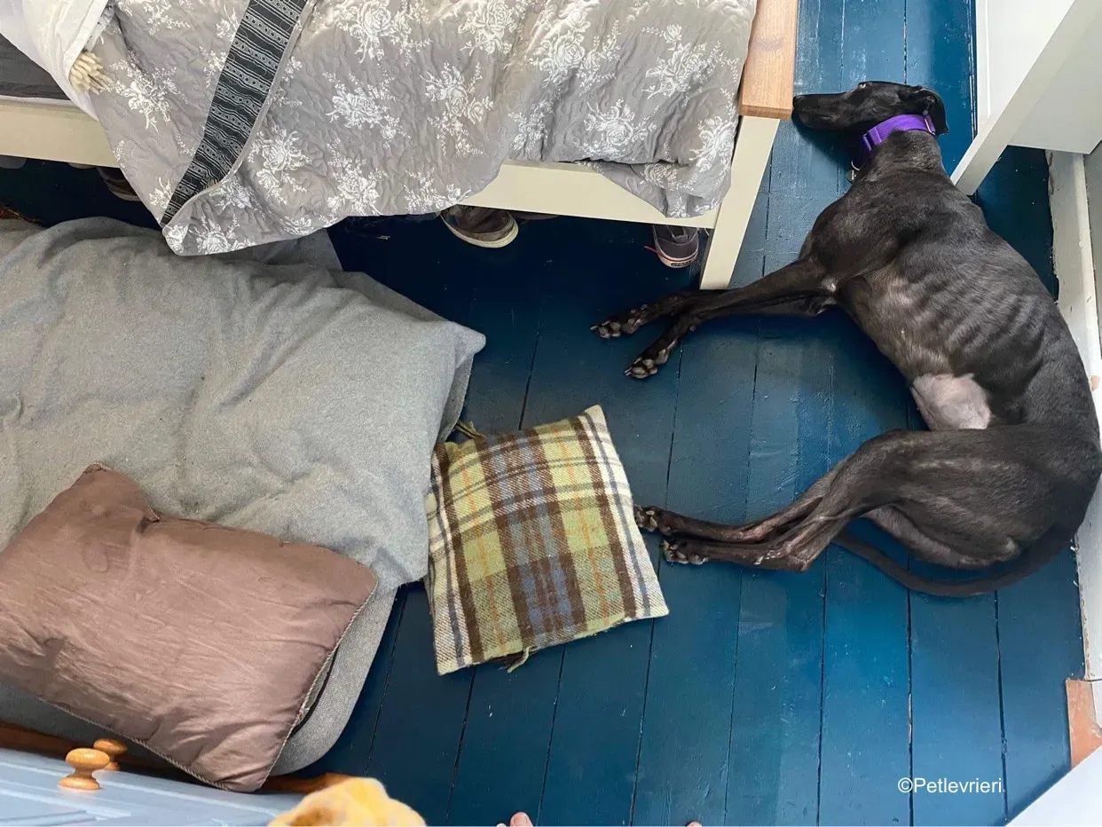 callie adozione levrieri greyhound 18