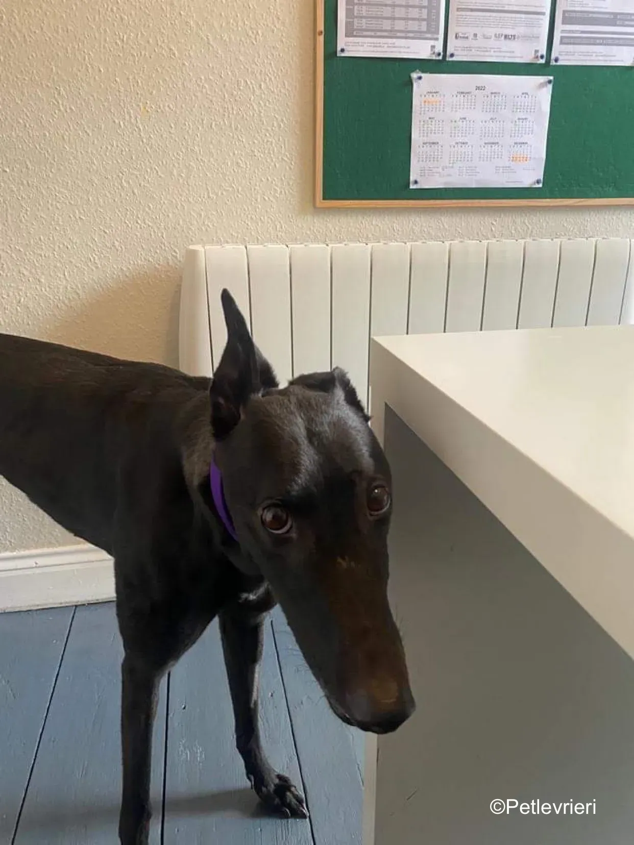 callie adozione levrieri greyhound 2