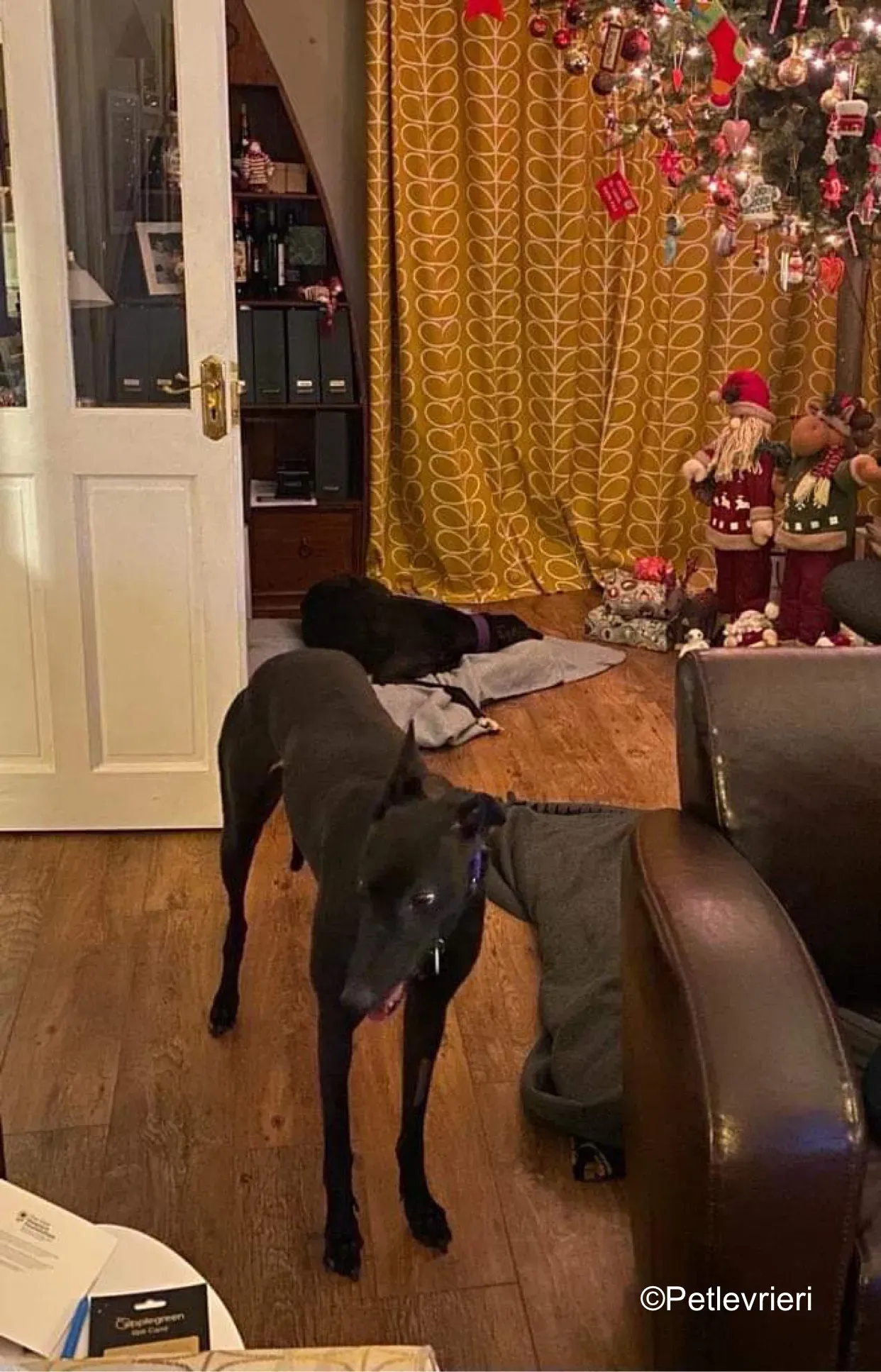 callie adozione levrieri greyhound 4