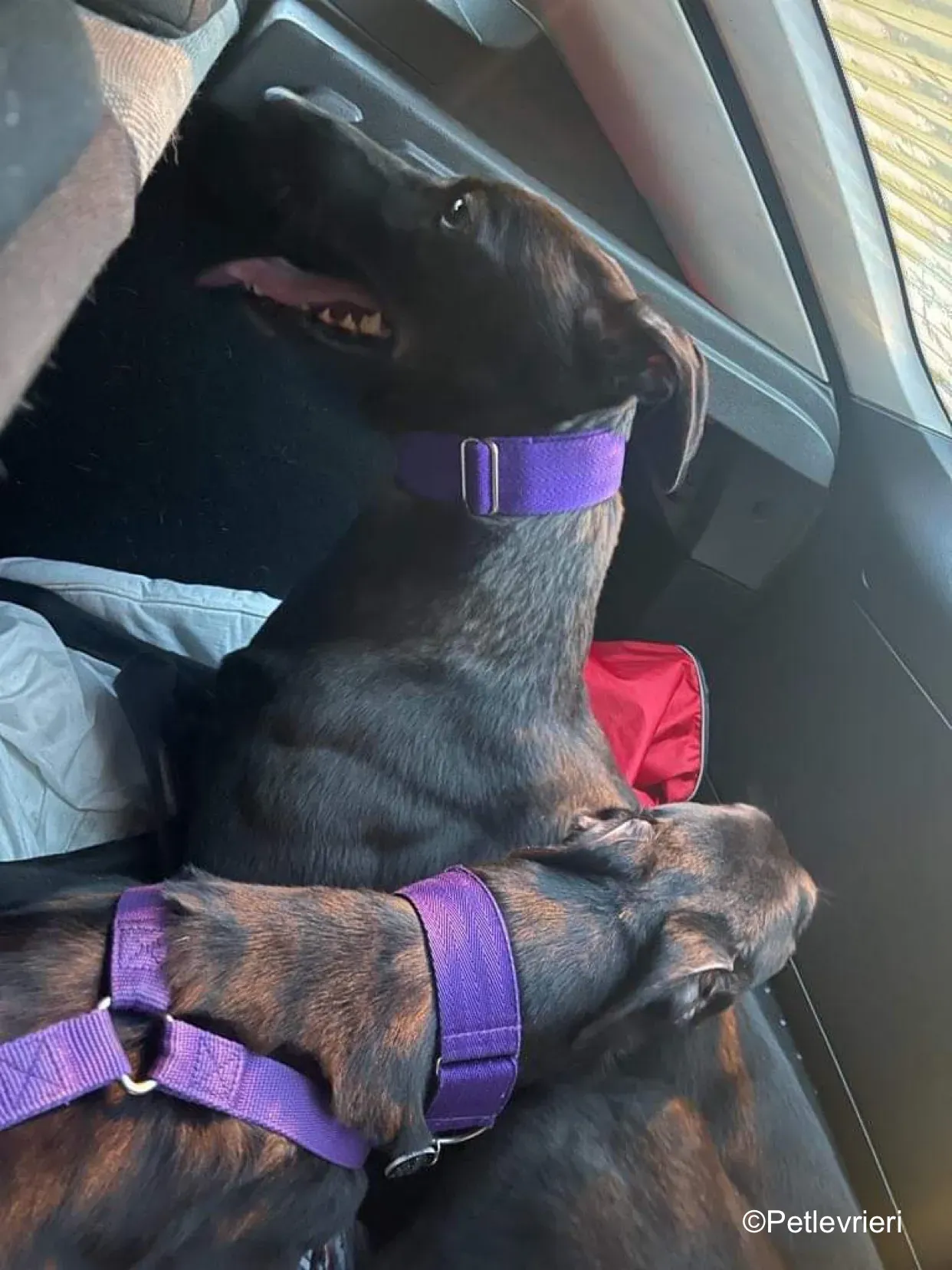 callie adozione levrieri greyhound 5