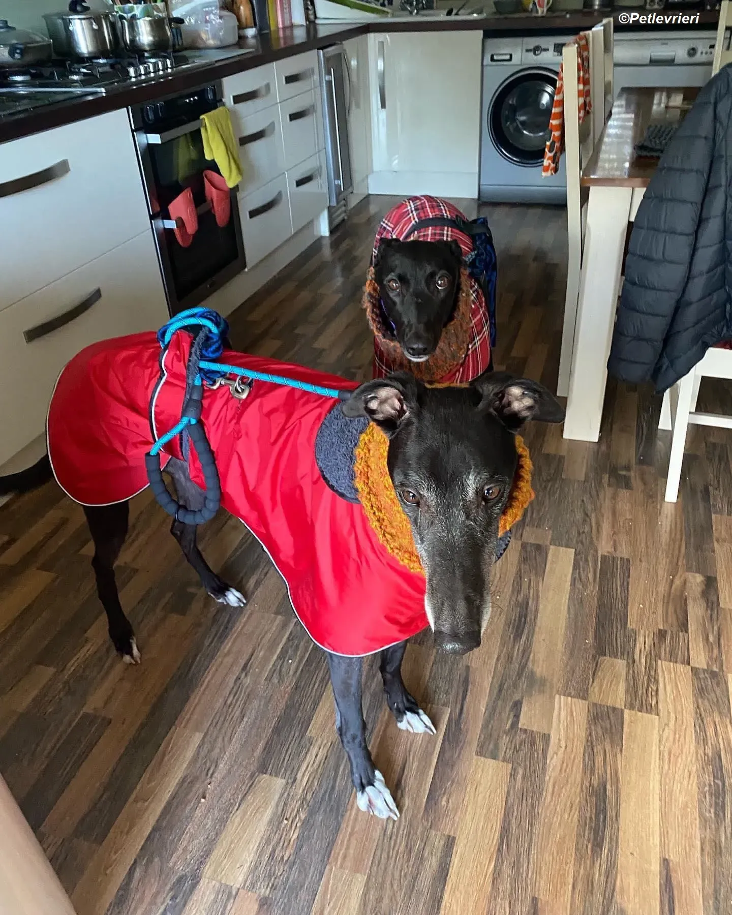 callie adozione levrieri greyhound 3