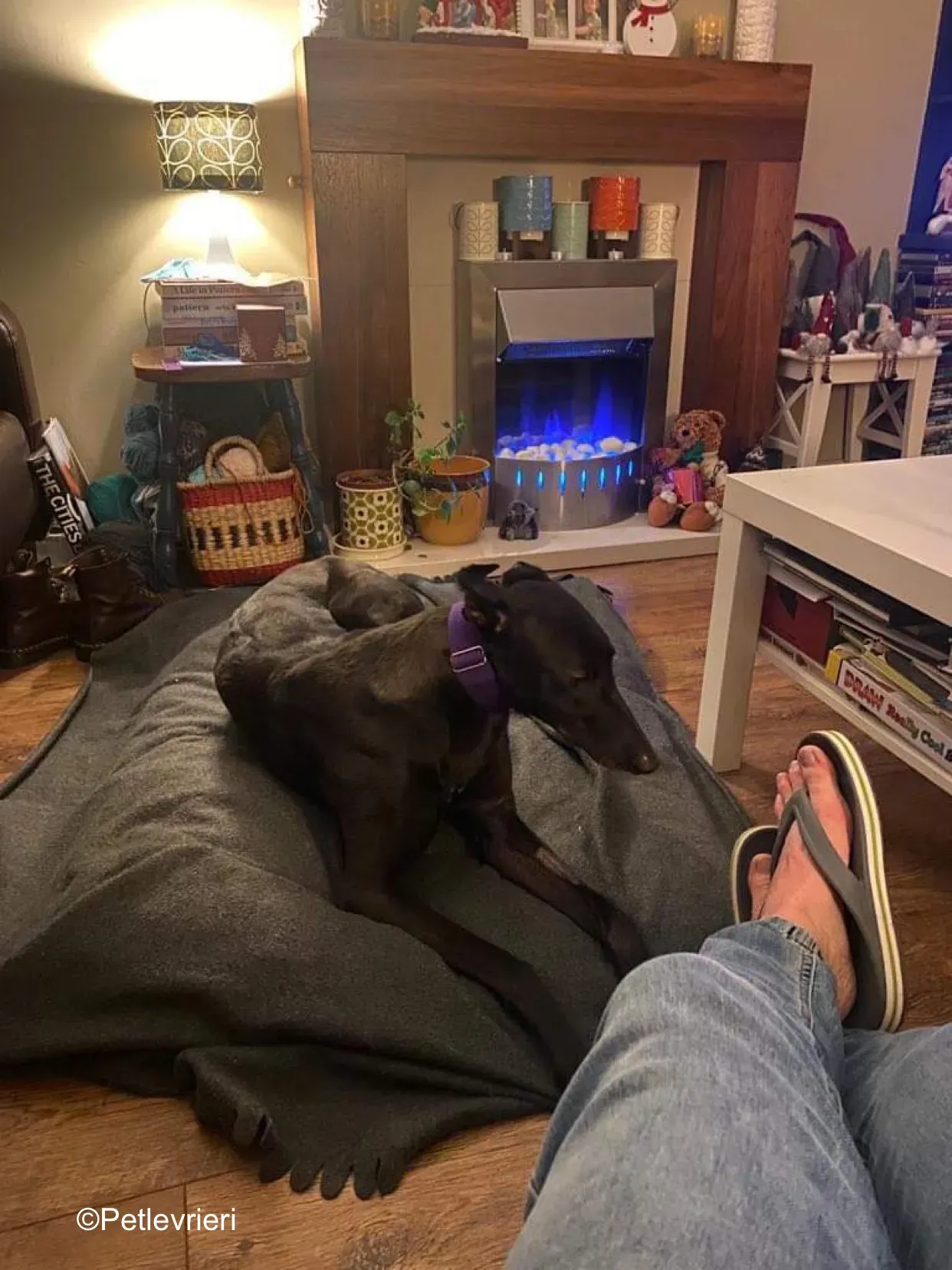 callie adozione levrieri greyhound 6