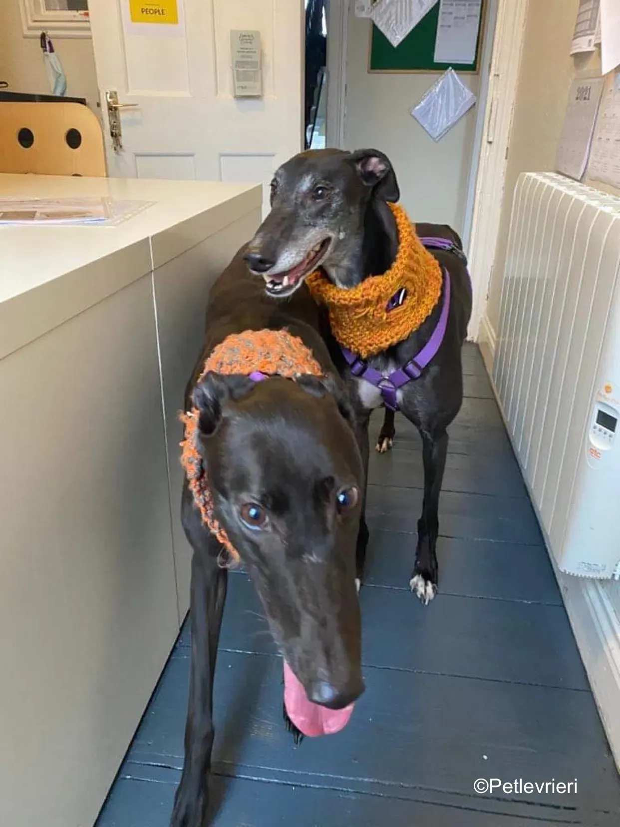 callie adozione levrieri greyhound 7