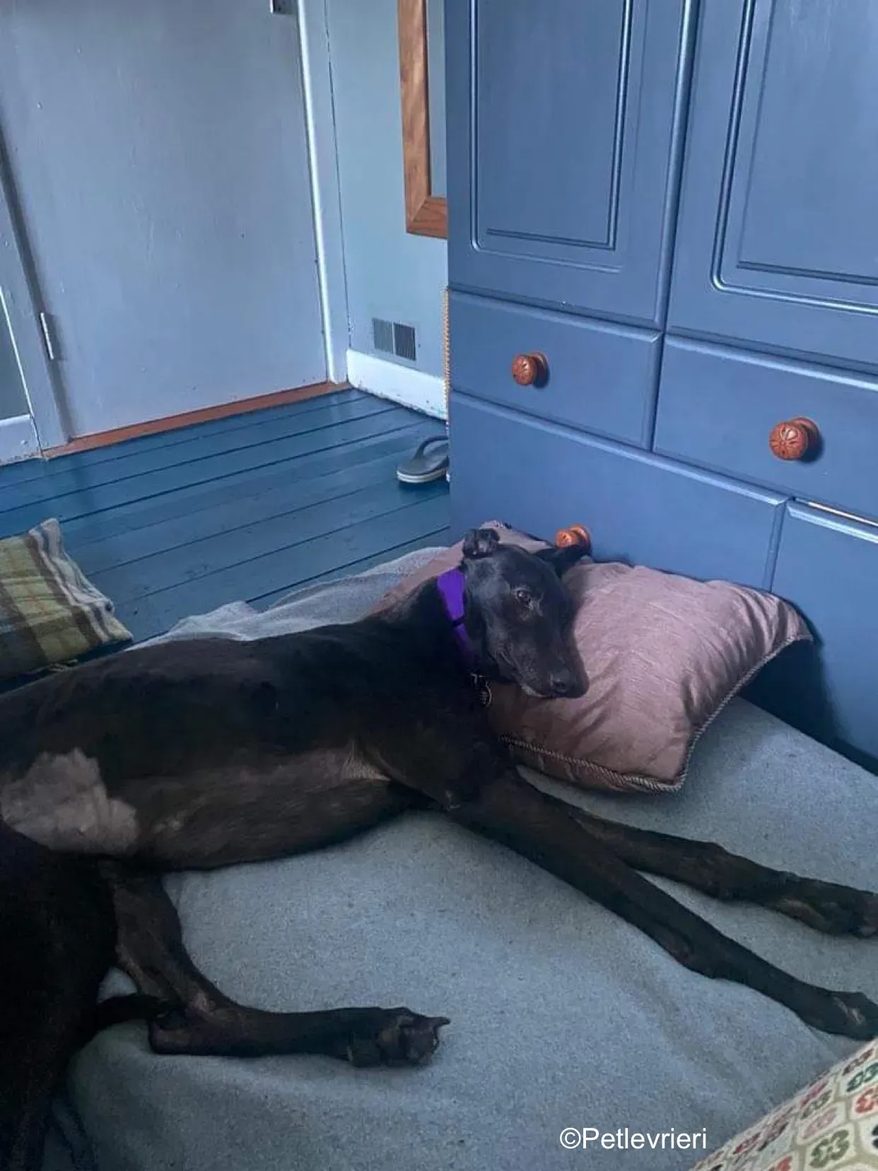 callie adozione levrieri greyhound 8