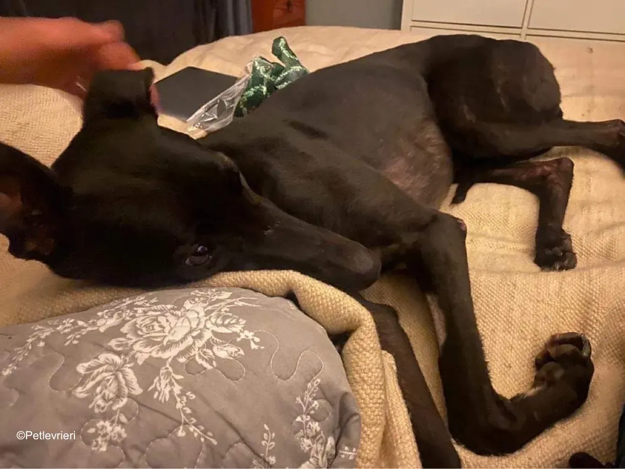 callie adozione levrieri greyhound 9