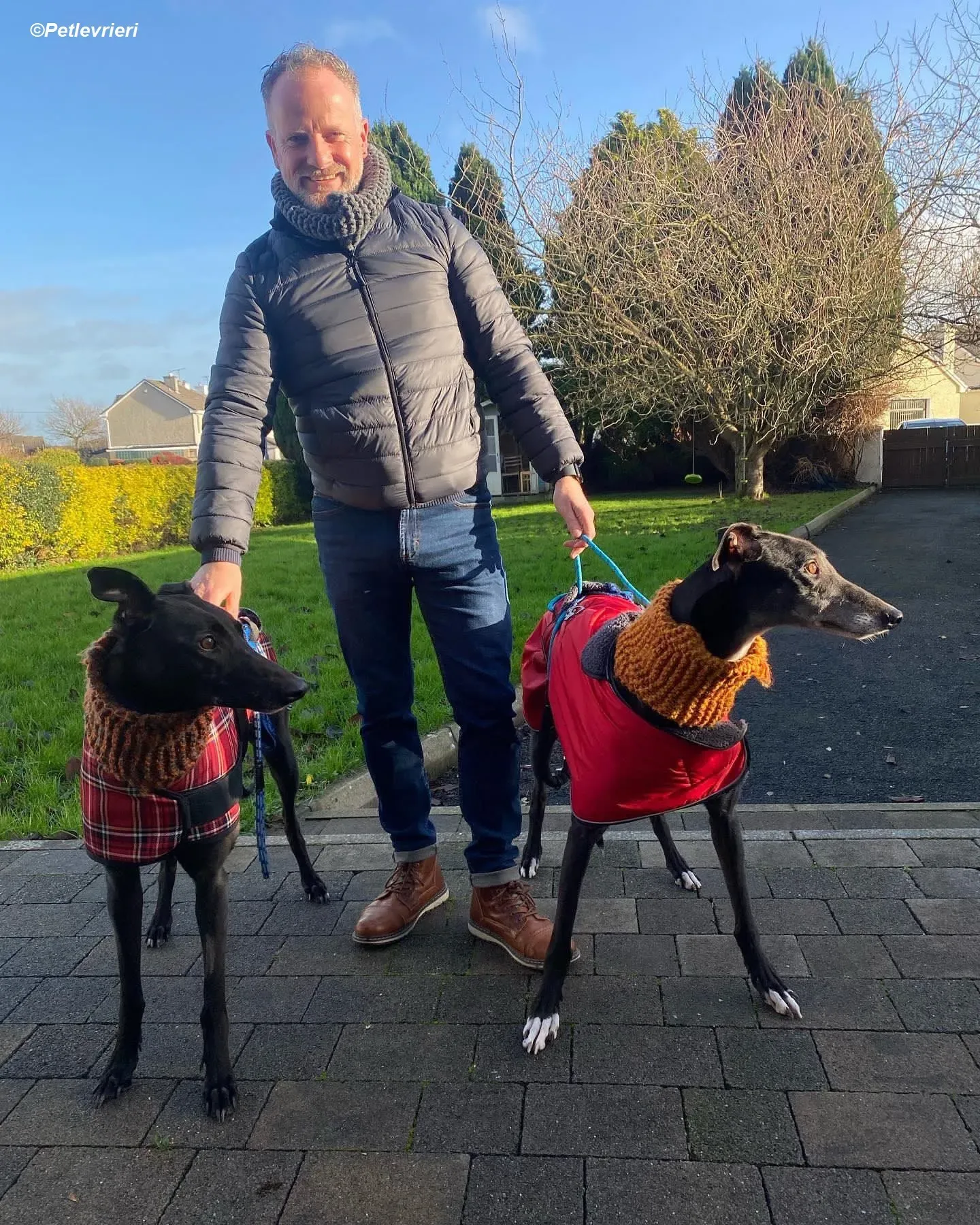 callie adozione levrieri greyhound 4