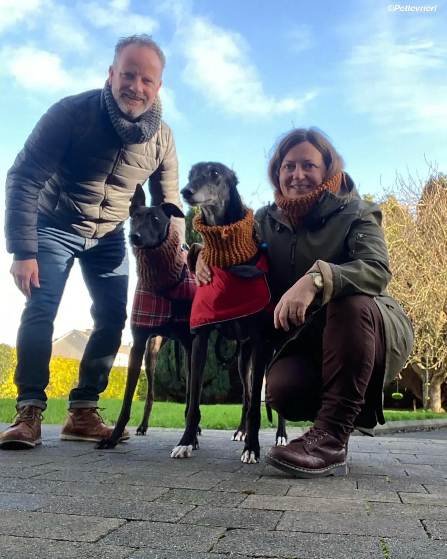 callie adozione levrieri greyhound 5