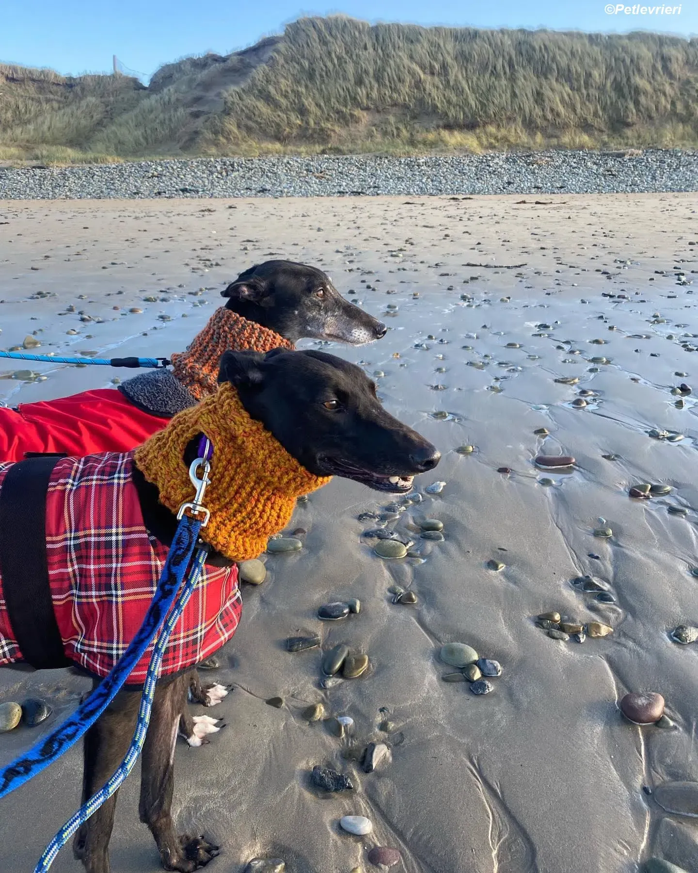 callie adozione levrieri greyhound 7