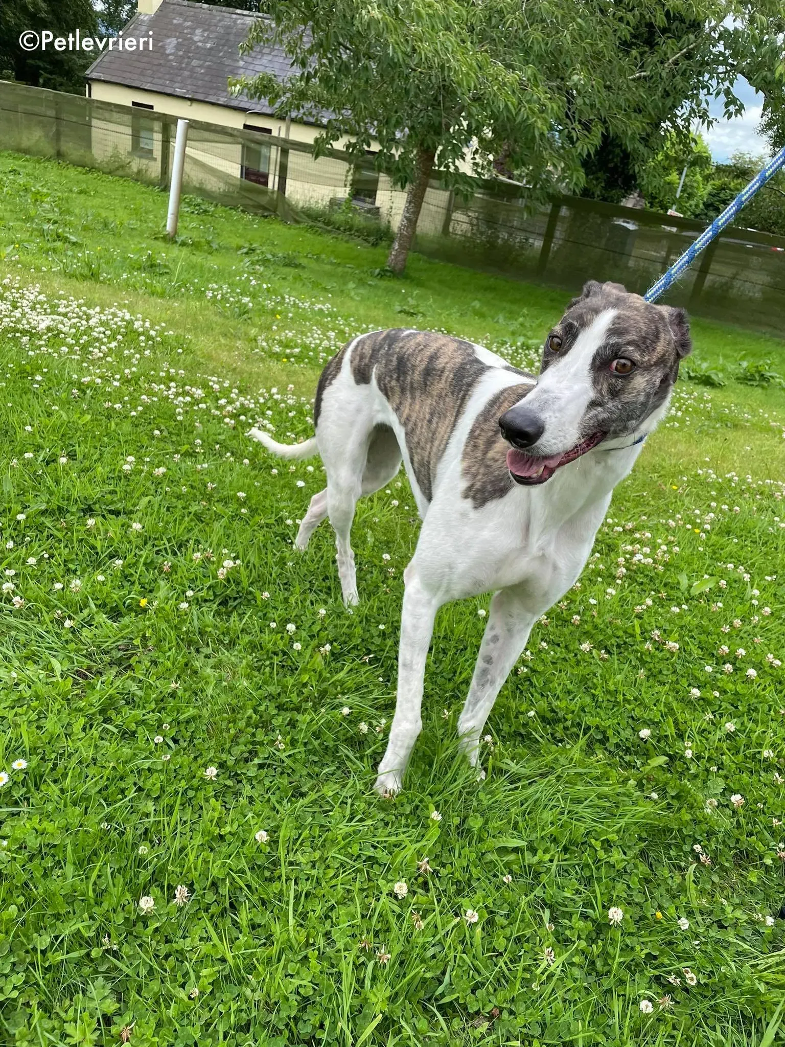 callie adozione levrieri greyhound 9