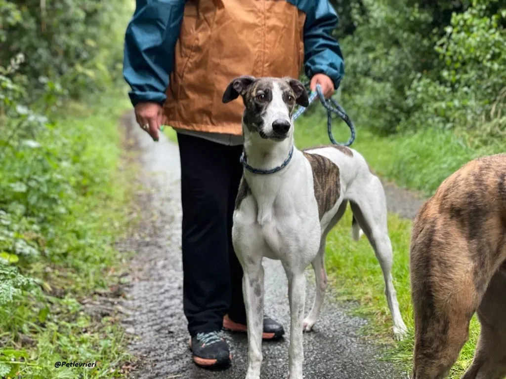 callie greyhound adozione levrieri brindle white 1