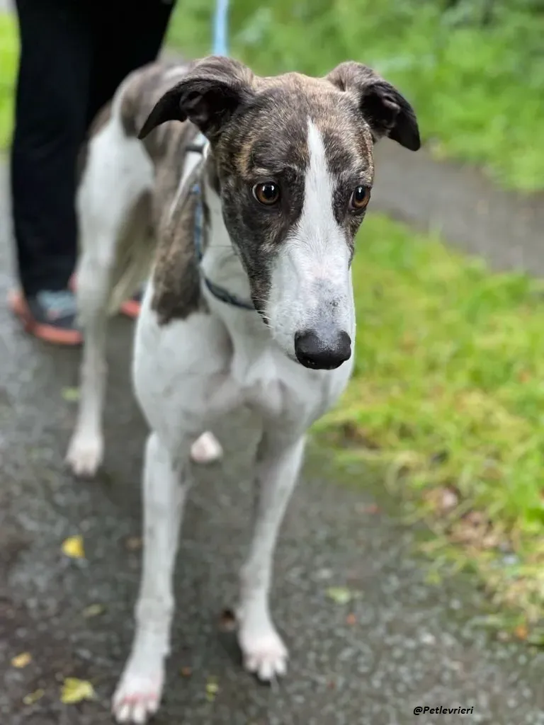 callie greyhound adozione levrieri brindle white 10