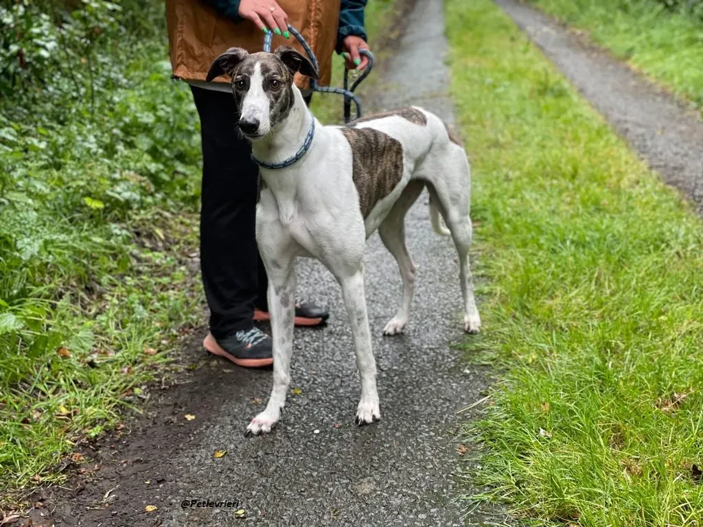 callie greyhound adozione levrieri brindle white 11