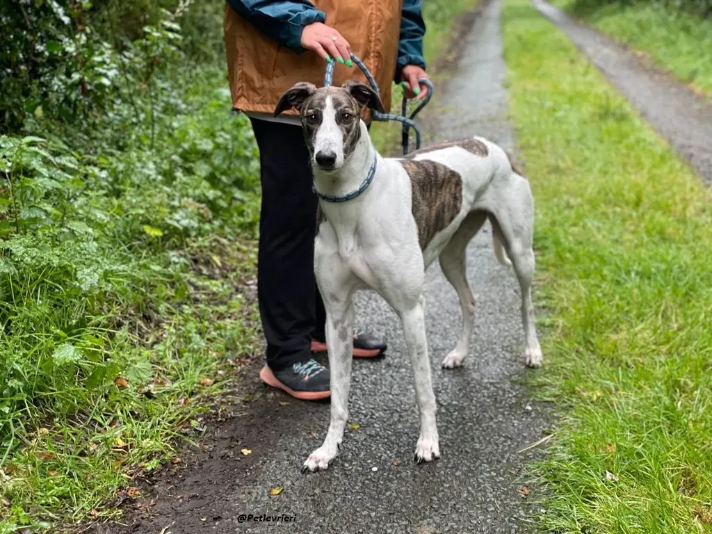 callie greyhound adozione levrieri brindle white 12