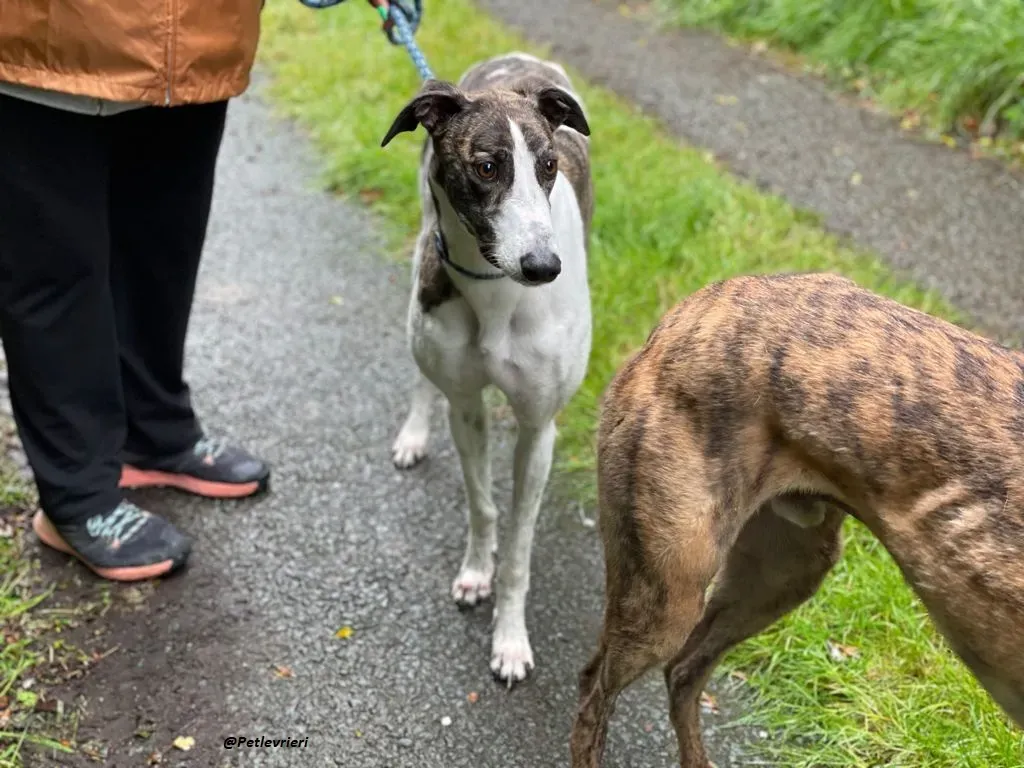 callie greyhound adozione levrieri brindle white 13