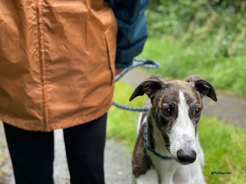 callie greyhound adozione levrieri brindle white 15