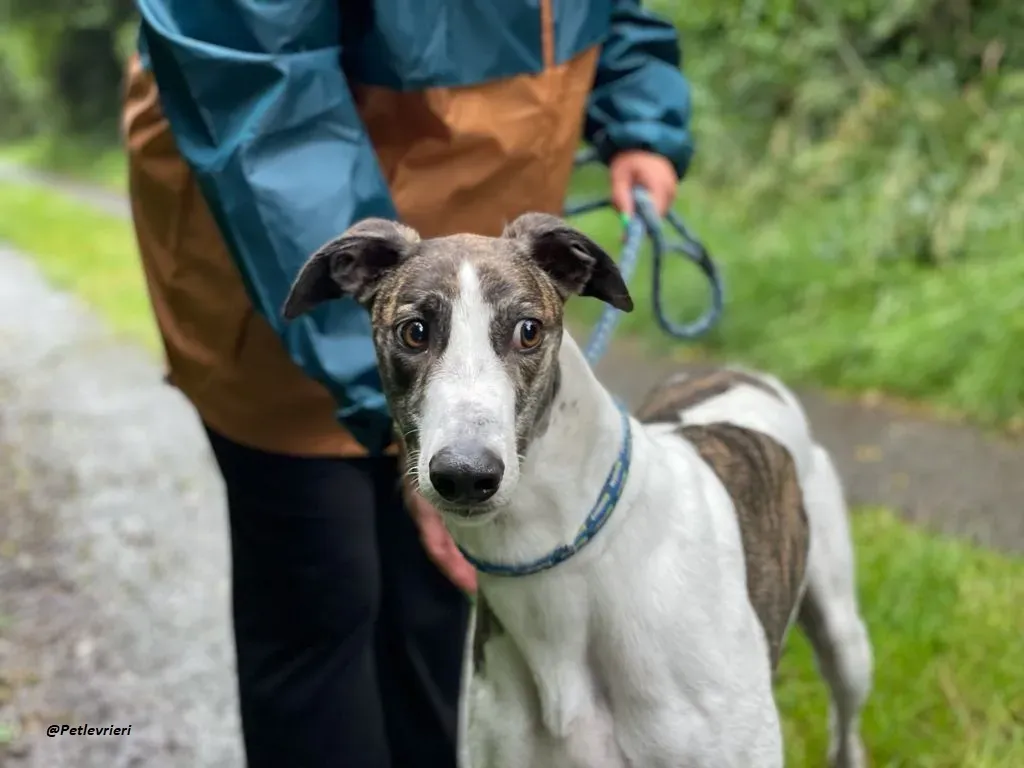 callie greyhound adozione levrieri brindle white 16