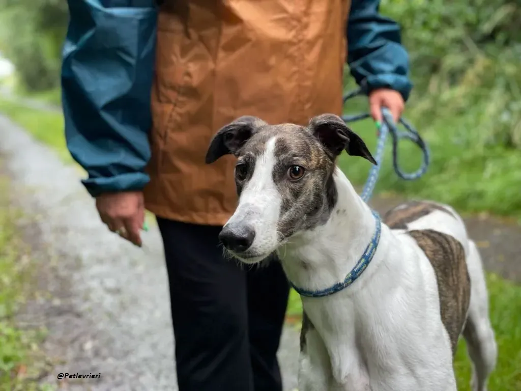 callie greyhound adozione levrieri brindle white 17