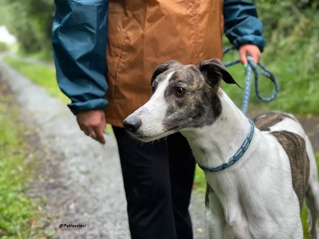 callie greyhound adozione levrieri brindle white 18