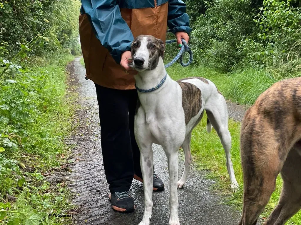 callie greyhound adozione levrieri brindle white 2