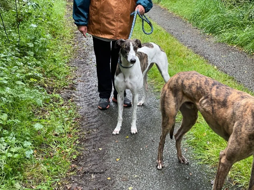 callie greyhound adozione levrieri brindle white 3