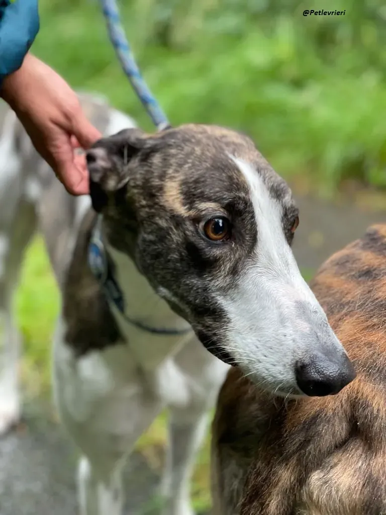 callie greyhound adozione levrieri brindle white 4