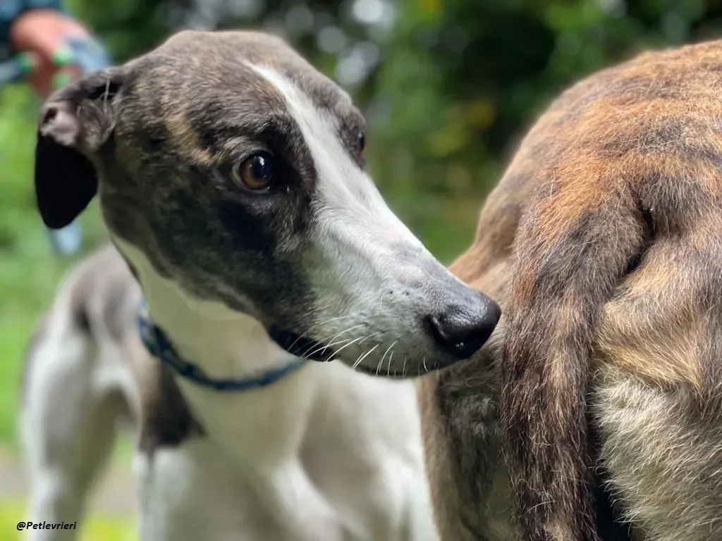 callie greyhound adozione levrieri brindle white 5