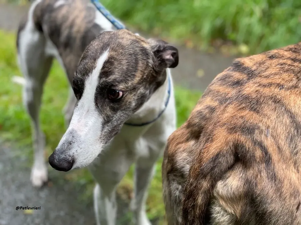 callie greyhound adozione levrieri brindle white 6