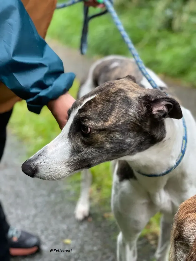 callie greyhound adozione levrieri brindle white 7