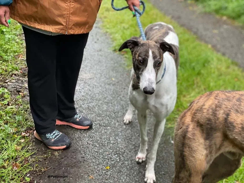 callie greyhound adozione levrieri brindle white 8