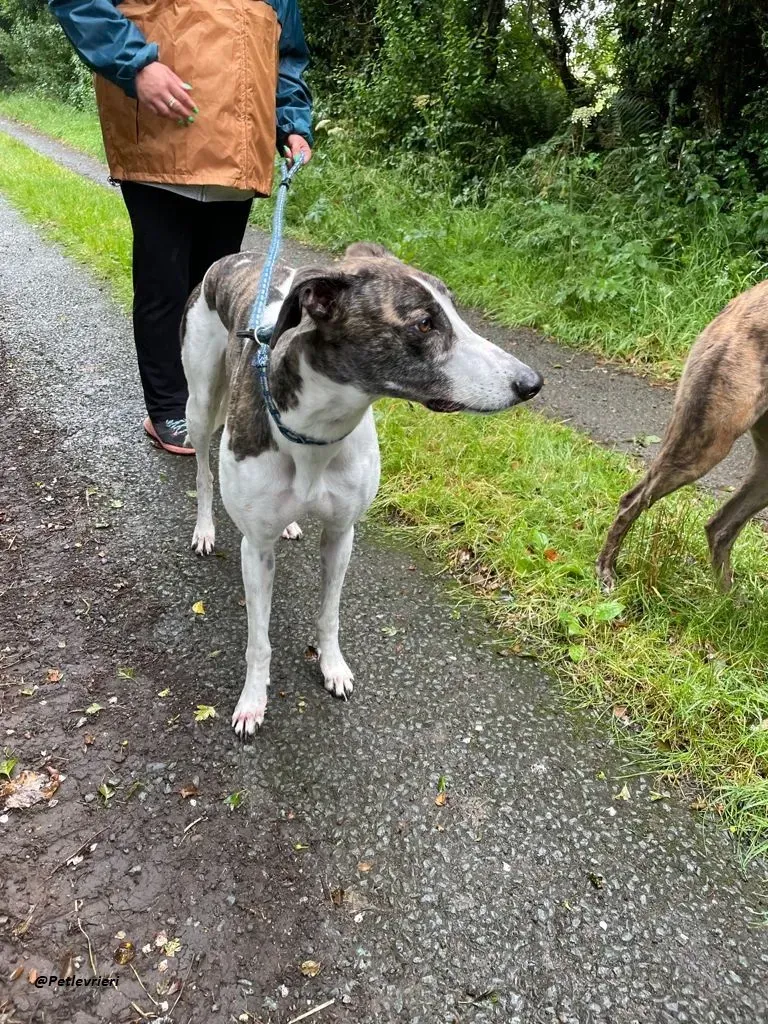 callie greyhound adozione levrieri brindle white 9