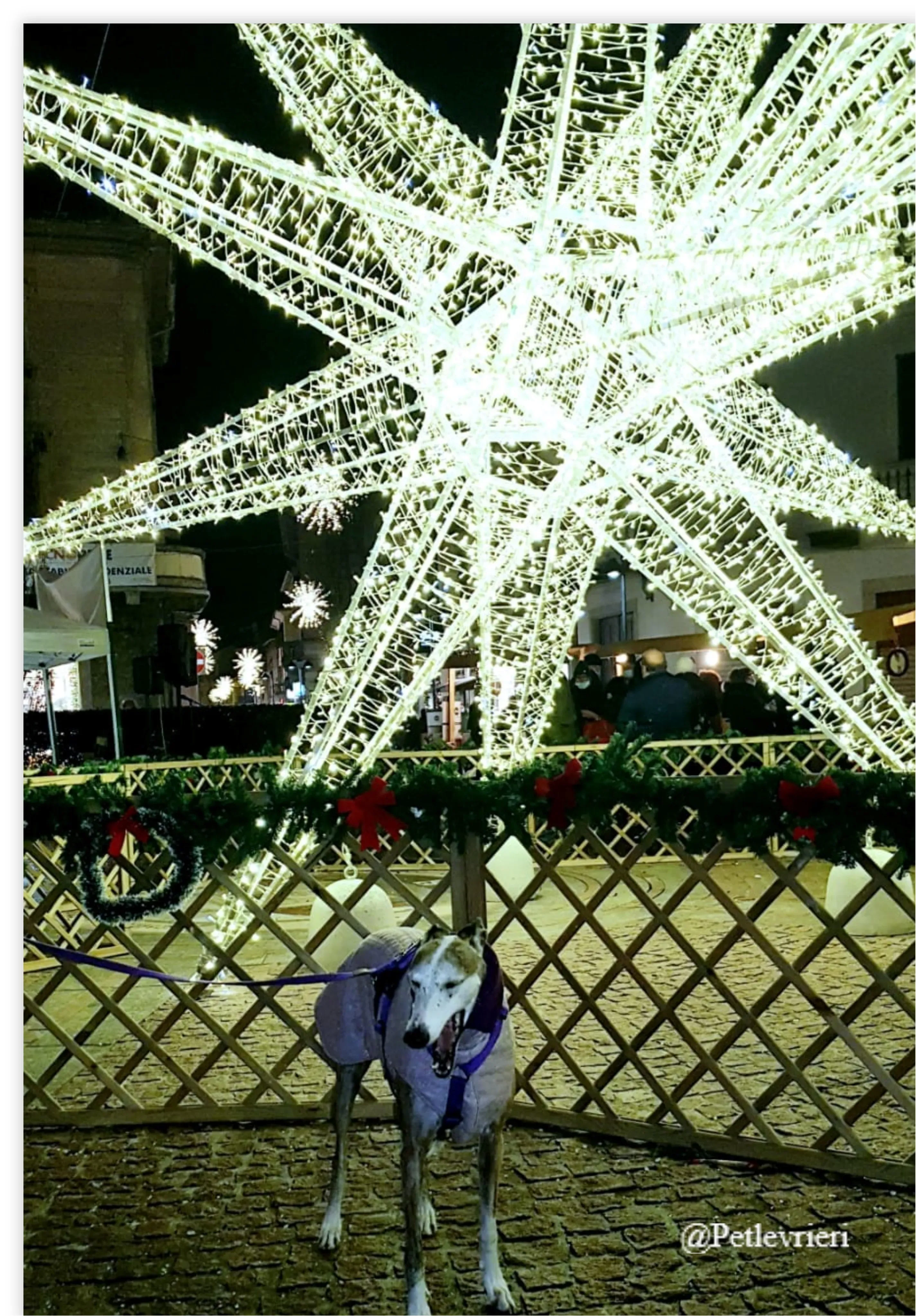 calliope pet levrieri natale 2021