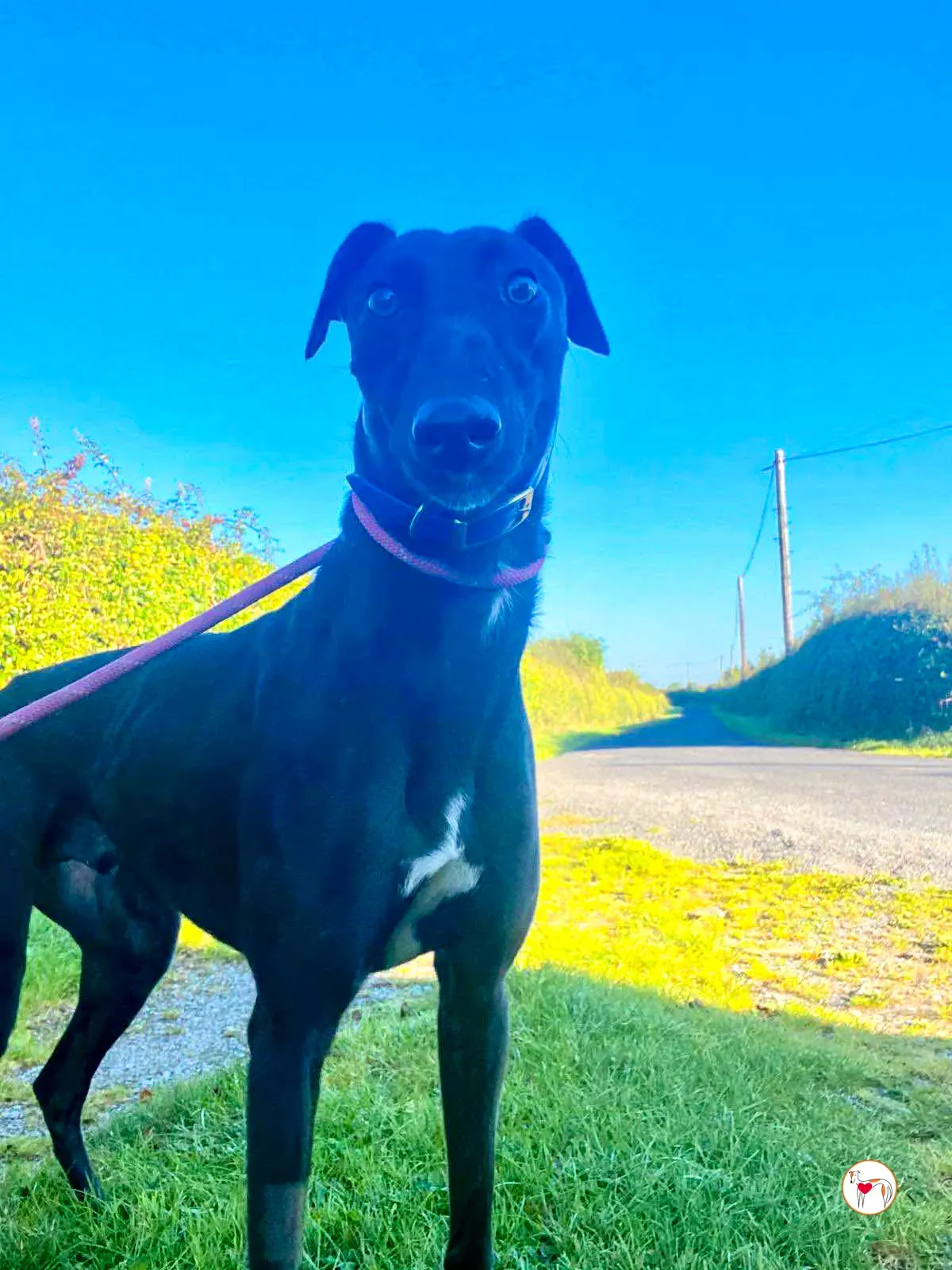 cameron grey adozione 01