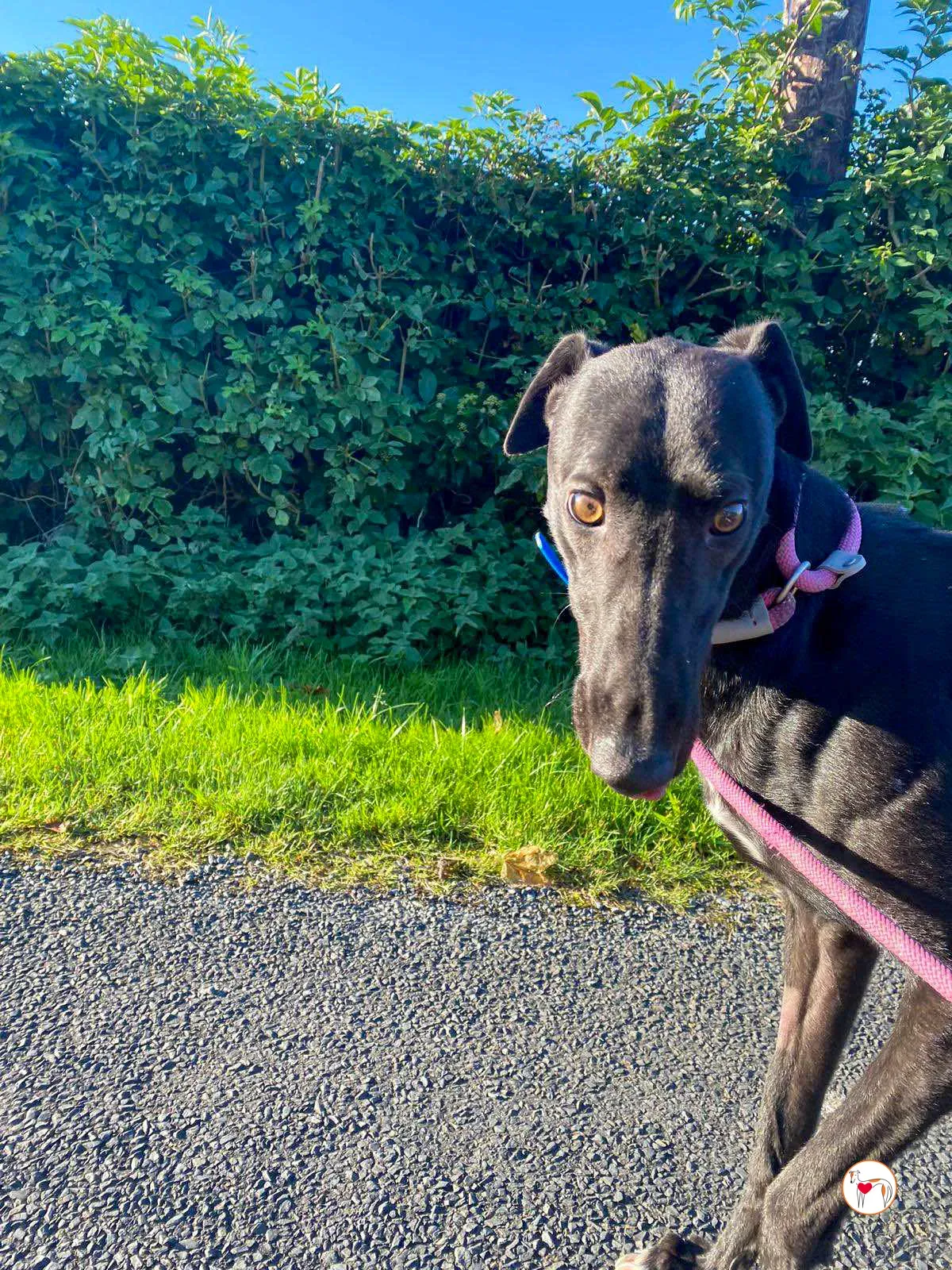 cameron grey adozione 02