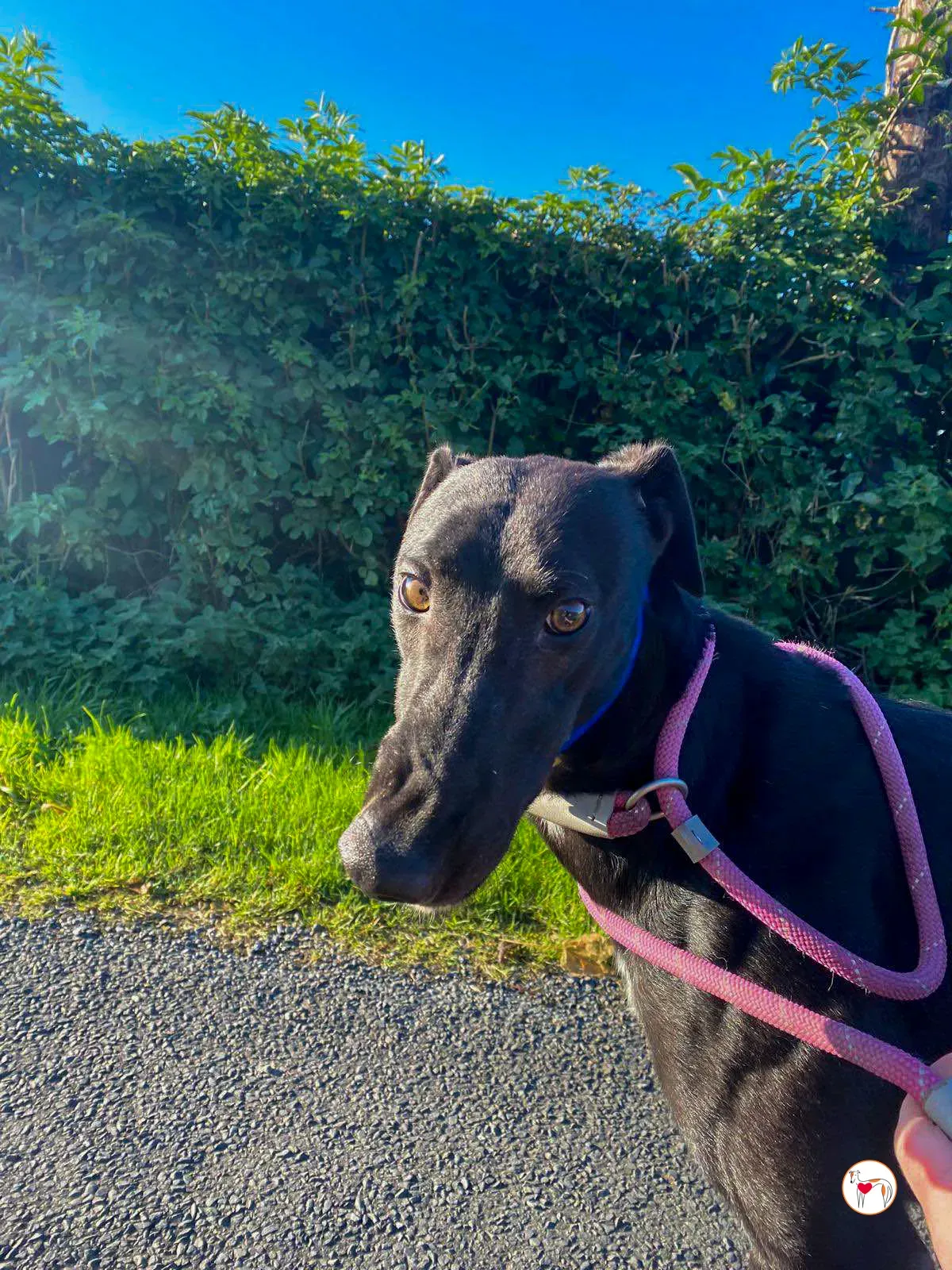 cameron grey adozione 03