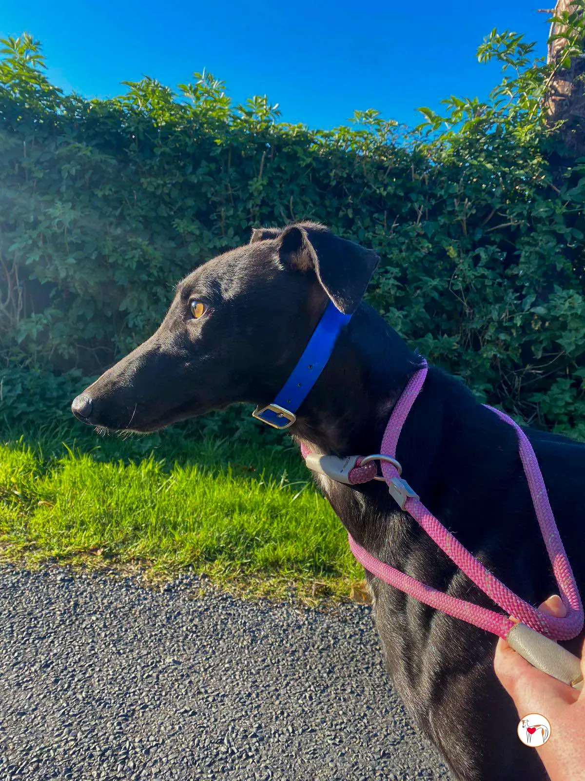 cameron grey adozione 04