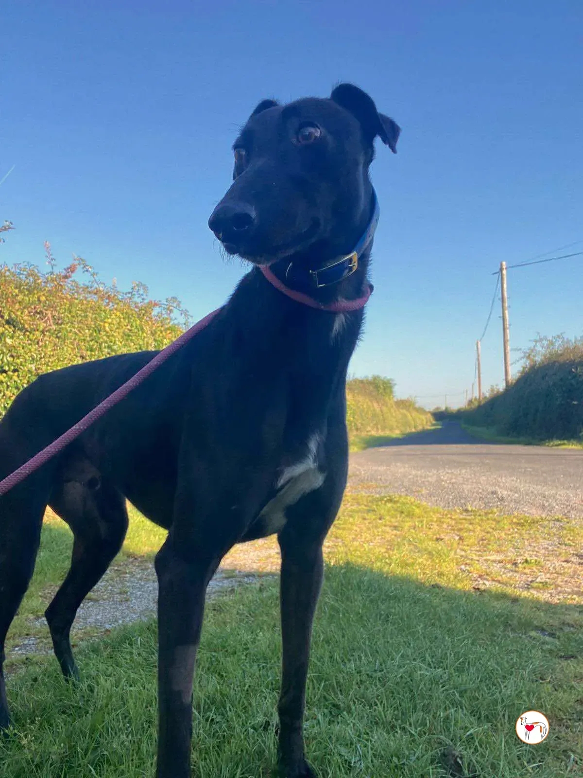 cameron grey adozione 05