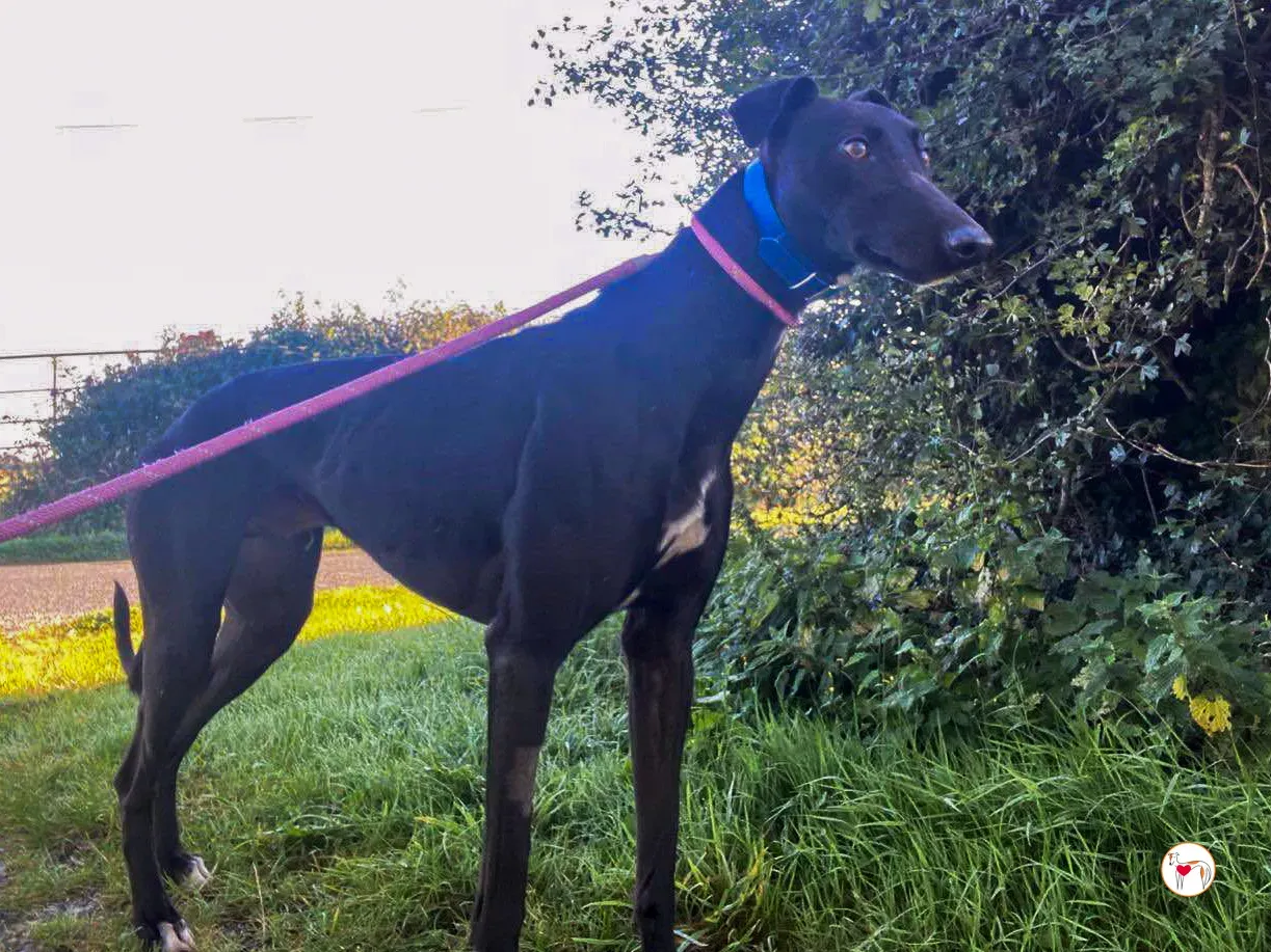 cameron grey adozione 06