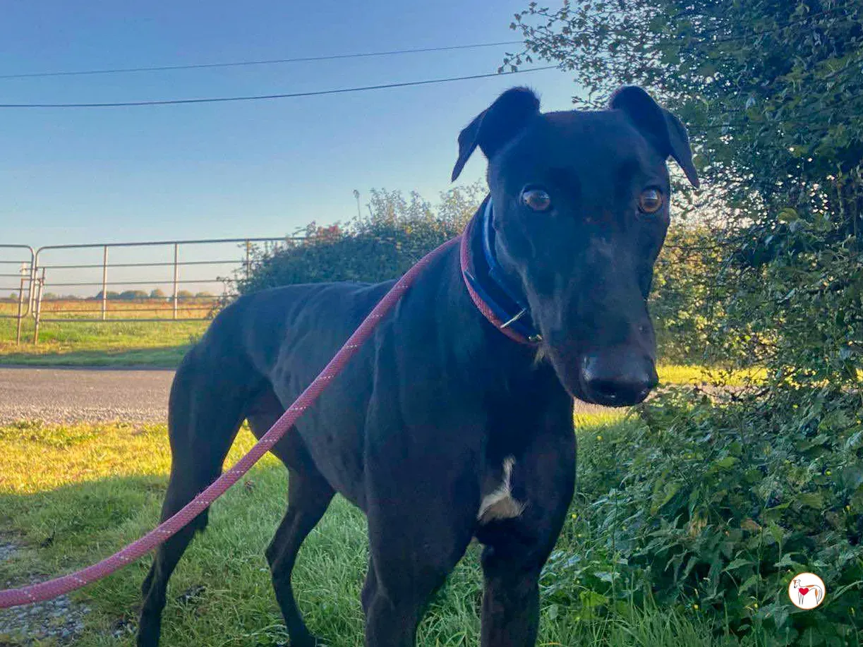 cameron grey adozione 07