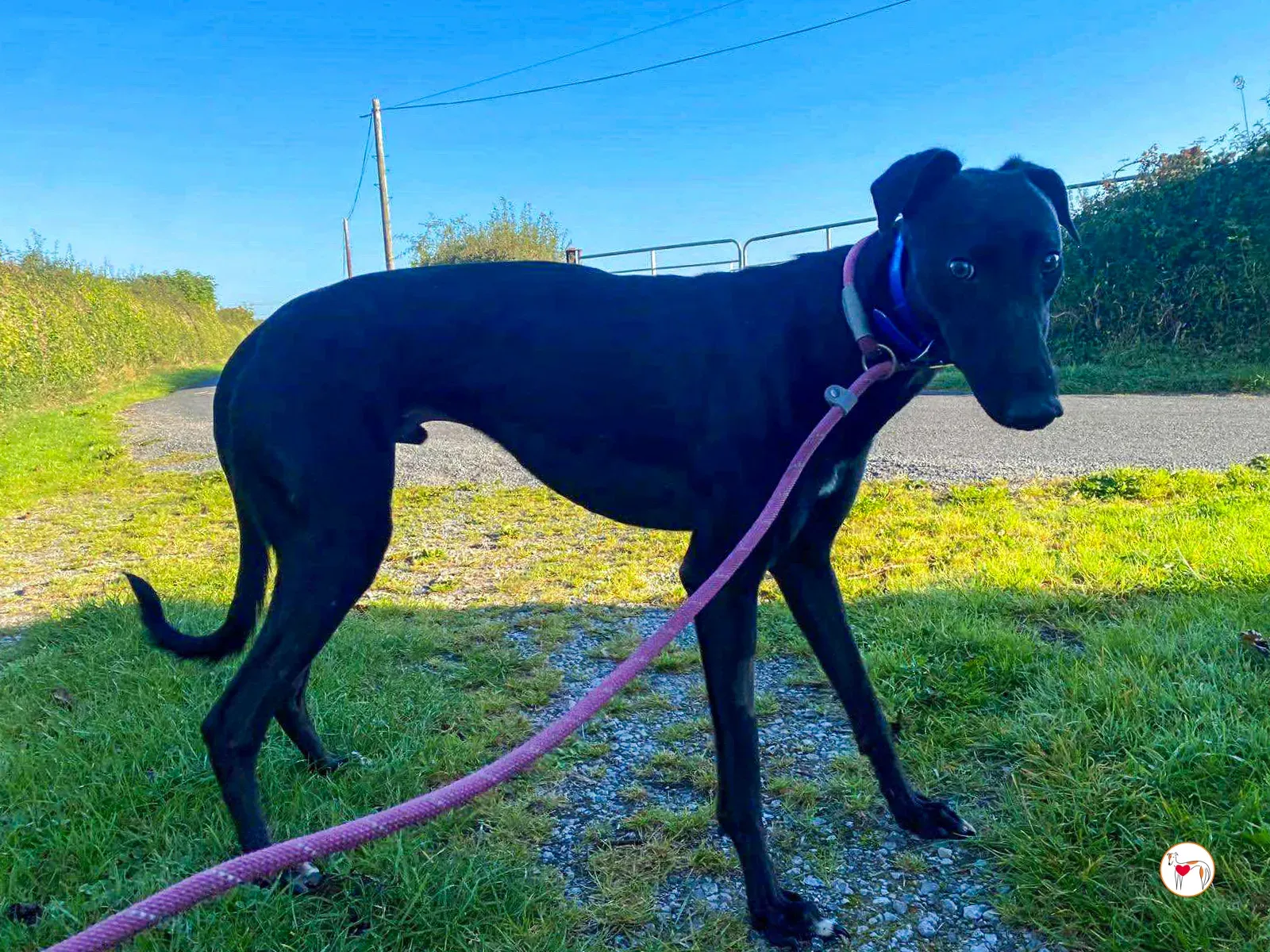 cameron grey adozione 08