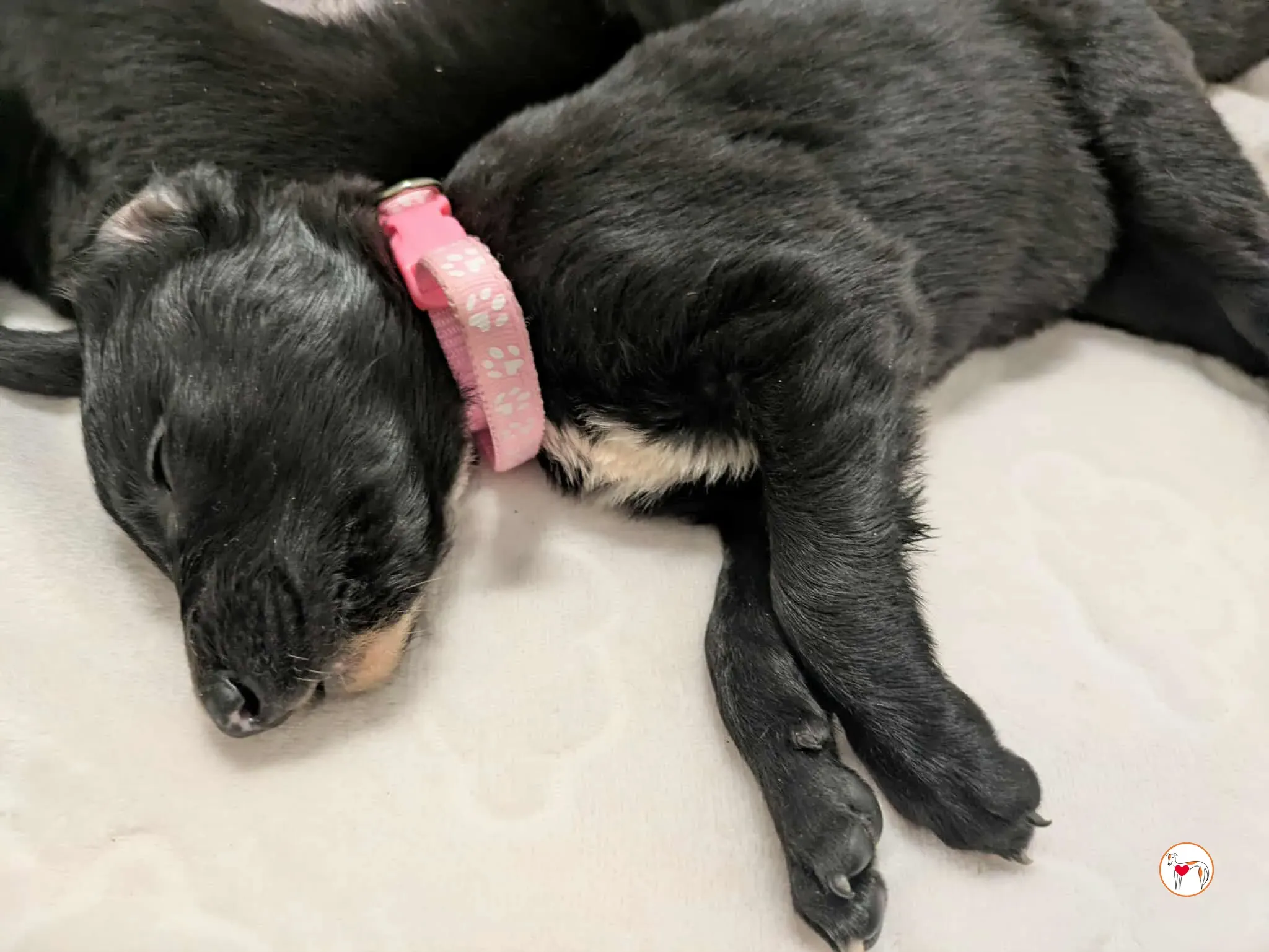 camilla grey cucciolo adozione 1