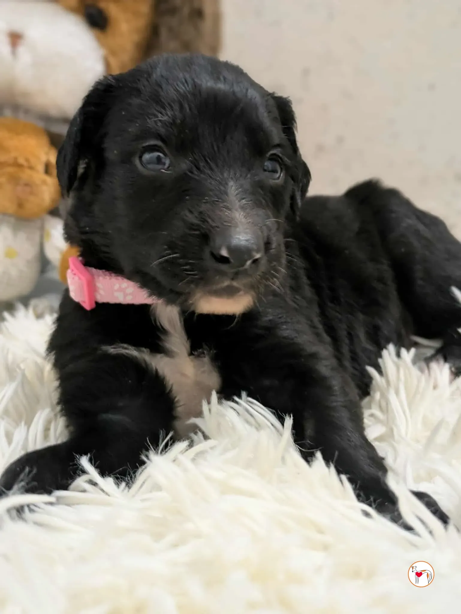 camilla grey cucciolo adozione 10