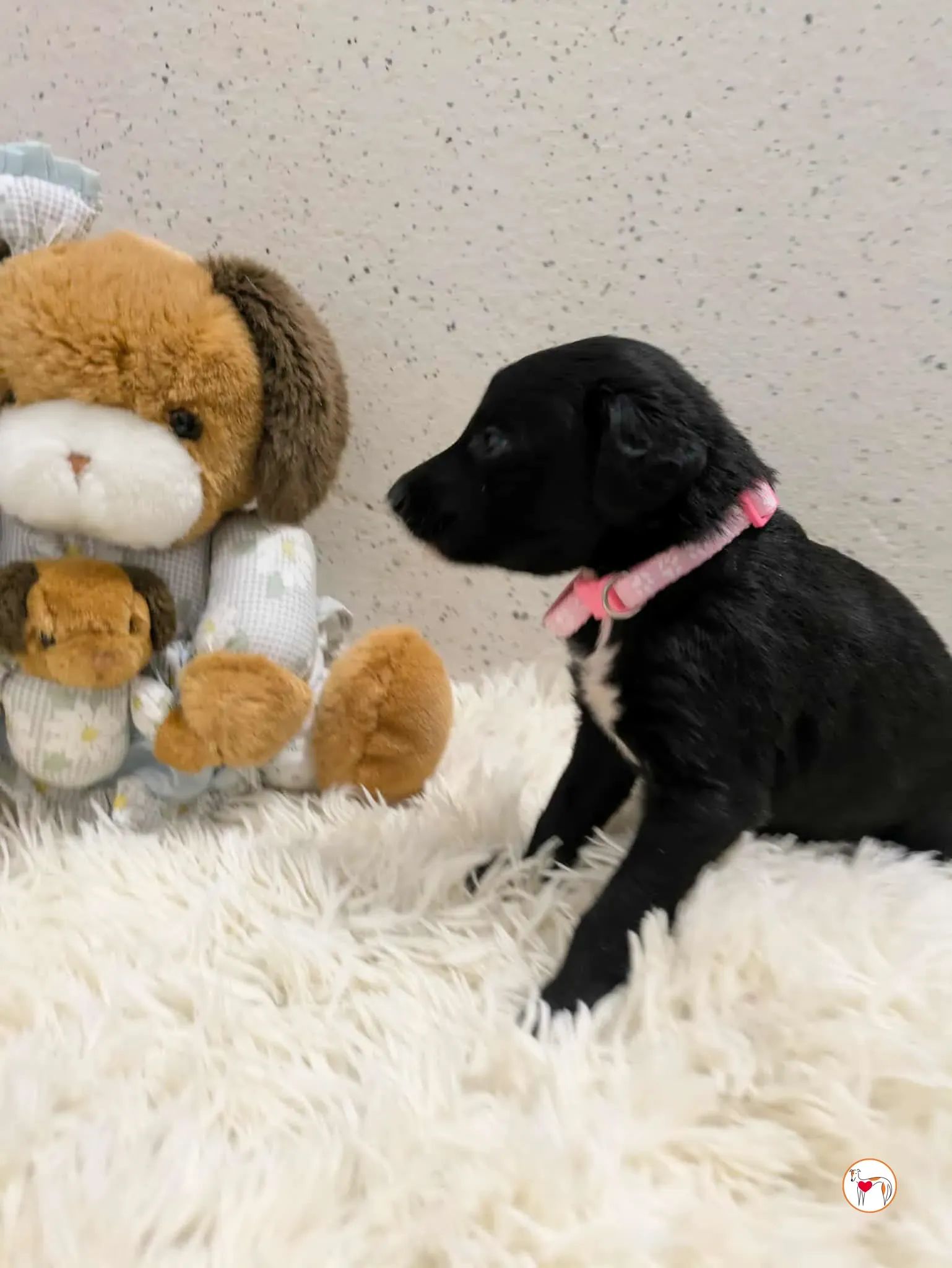 camilla grey cucciolo adozione 11